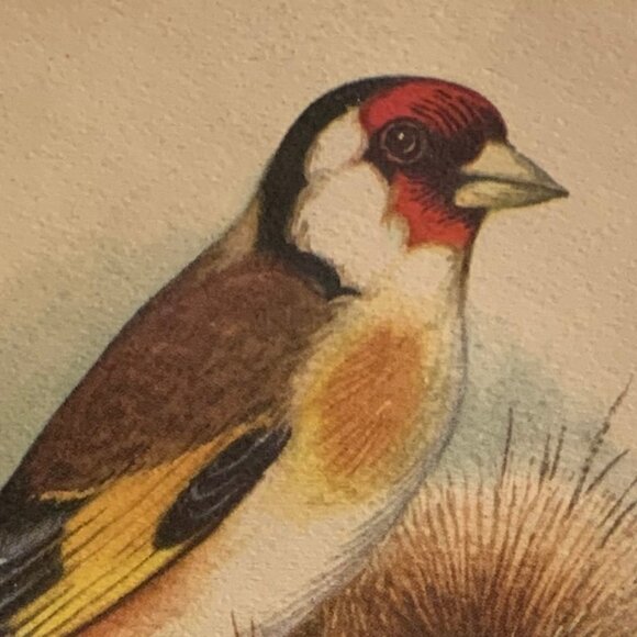 Vintage Framed Bird Book Plates - Picture 7 of 9